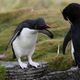 Illustration for article titled Penguins With a “Same Time Next Year” Relationship